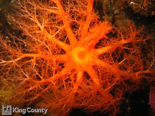 Photo of Cucumaria miniata